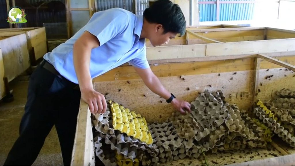 Mô Hình Nuôi Dế Sinh Sản Và Thương Phẩm Hiệu Quả Kinh Tế Cao