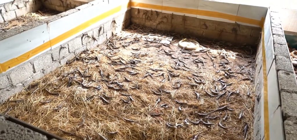 Kỹ Thuật Làm Chuồng Nuôi Rắn Mối