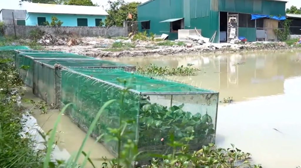 Kỹ Thuật Làm Chuồng Nuôi Cà Cuống