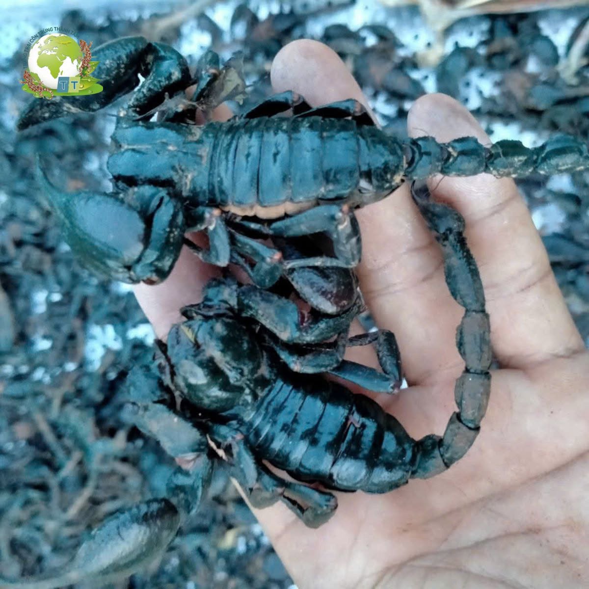 Bọ Cạp Thương Phẩm