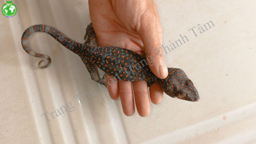 Tắc Kè