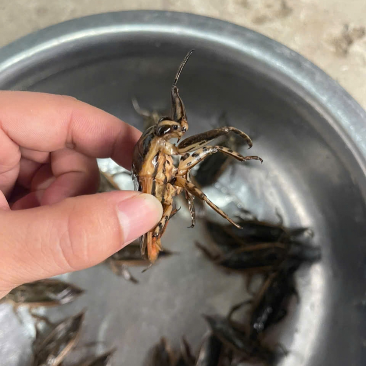 Cà Cuống Giống