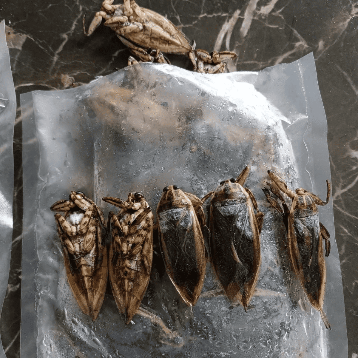 Cà Cuống Thương Phẩm