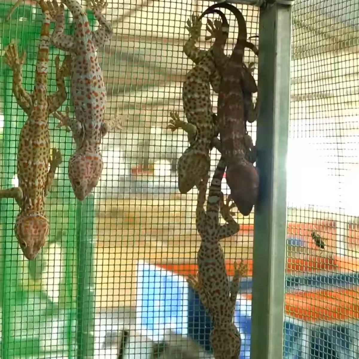 Ảnh 4